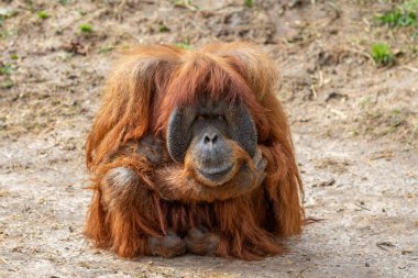 hayvanat bahçesinde yerde oturan orangutan maymunu; safaride güzel bir hayvan