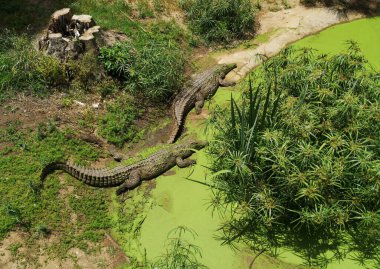 Yukarıdan iki timsah vuruldu. Hayvanat bahçesinde yatan timsah, safaride yatan güzel hayvan.