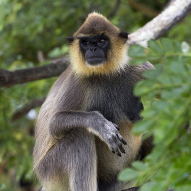 Sri Lanka ormanındaki bir ağaçta oturan gri langur maymunu.