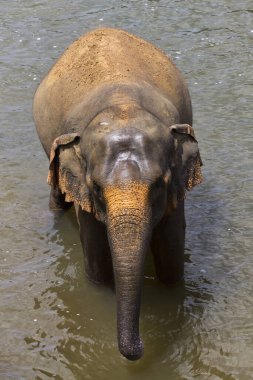 Sri Lanka gölünün suyunda duran bir fil. Ön görüntü yakın çekim