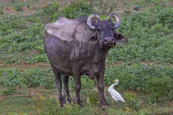 Sri Lanka kırsalında yeşil bir alanda bufalo ve balıkçıl.