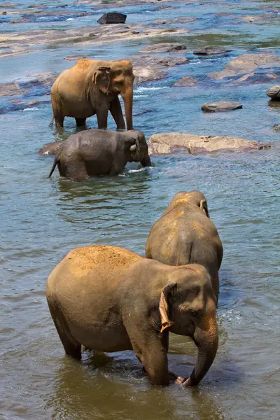 Group of elephants chill out in the water of a lake in Sri Lanka nature reserve