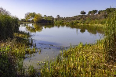 Çevresinde yeşil bir bitki örtüsü ve parkta pürüzsüz bir gökyüzü olan küçük bir göl.