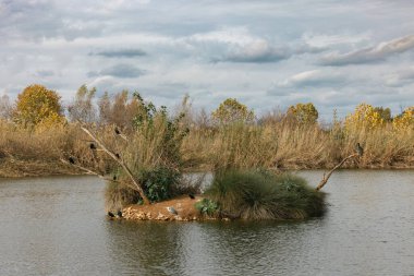 Hod Hasharon Ecological Park, Israel 13 Jan 2024. A small island in a lake, covered in vegetation and with several birds perched on the branches clipart