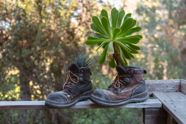 Succulent Plants Planted in Vintage Boots