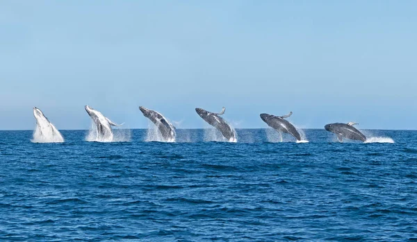 Güney Afrika, False Bay 'de kambur balina ihlali.