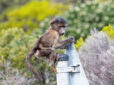Güney Afrika, Batı Burnu 'ndaki bir levhada oynayan bir bebek.