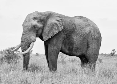Güney Afrika savanasında bir Afrika fil boğası.
