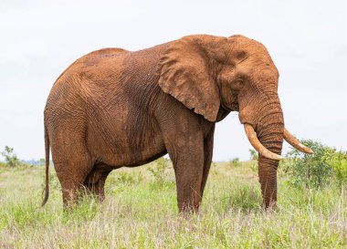 Güney Afrika savanasında bir Afrika fil boğası.