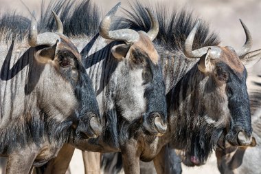 Güney Afrika Kalahari savanındaki Mavi Antilop antilobu