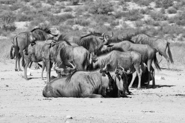 Güney Afrika Kalahari savanındaki Mavi Antilop antilobu