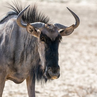 Güney Afrika Kalahari savanındaki Mavi Antilop antilobu