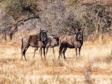 Güney Afrika Kalahari savanındaki Mavi Antilop antilobu