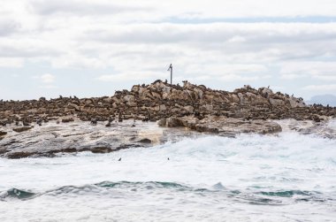 Cape Fur Seals Seal Island False Bay, Güney Afrika