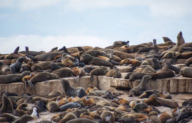 Cape Fur Seals Seal Island False Bay, Güney Afrika