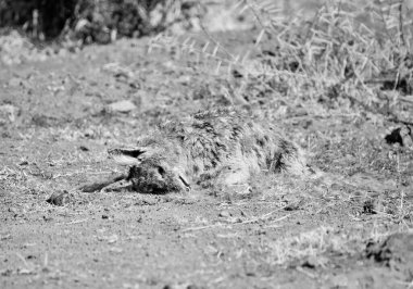 Güney Afrika savanasında ölü, siyah sırtlı bir çakal.