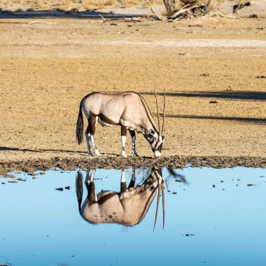 Gemsbok antilobu Güney Afrika Kalahari savanasında