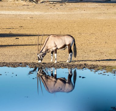 Gemsbok antilobu Güney Afrika Kalahari savanasında