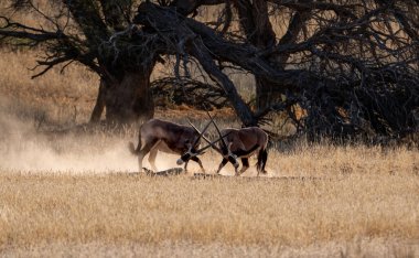 Gemsbok antilobu Güney Afrika Kalahari savanasında
