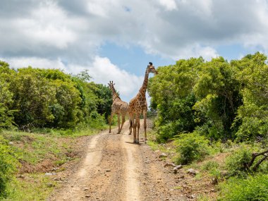 Güney Afrika savanasında zürafa