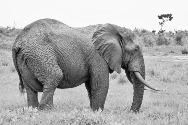 Ένας Αφρικανικός Ελέφαντας Ταύρος Στη Σαβάνα Της Νότιας Αφρικής — Φωτογραφία Αρχείου