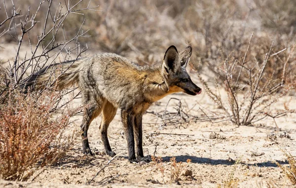 Raposa Orelhas Mortas Savana Kalahari — Fotografia de Stock