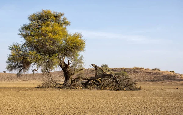 Szakale Czarnym Tyłkiem Antylopie Sawannie Południowej Afryki — Zdjęcie stockowe