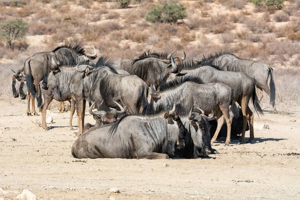 Antílope Wildebeest Azul Sabana Kalahari Del Sur África — Foto de Stock