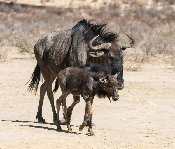 stock image Blue Wildebeest antelope in Southern African Kalahari savannah