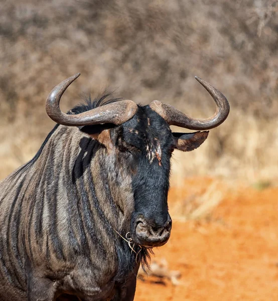 Blå Wildebeest Antilop Södra Afrika Kalahari Savannah — Stockfoto