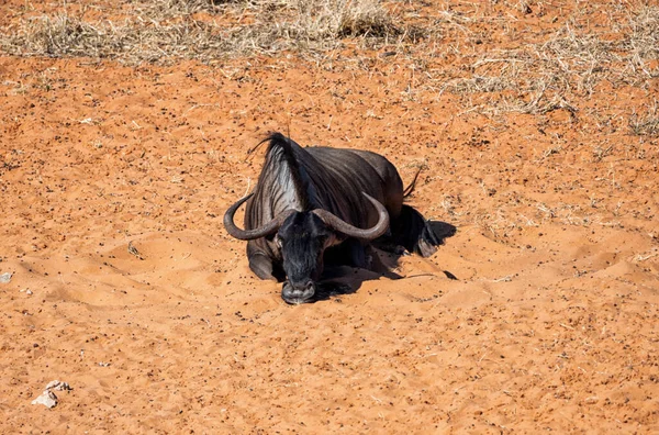 Antilope Wildebeest Blu Nella Savana Del Kalahari Dell Africa Meridionale — Foto Stock