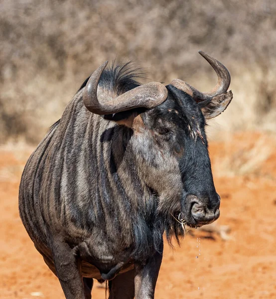 Antylopa Błękitna Wildebeest Południowej Afryce Kalahari Sawanna — Zdjęcie stockowe