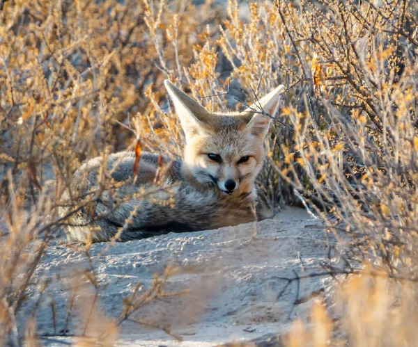 Egy Cape Fox Nyugszik Bokrok Kalahári Szavannah — Stock Fotó