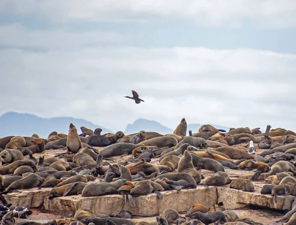 Cape Fur Seals Seal Island False Bay Sud Africa — Foto Stock