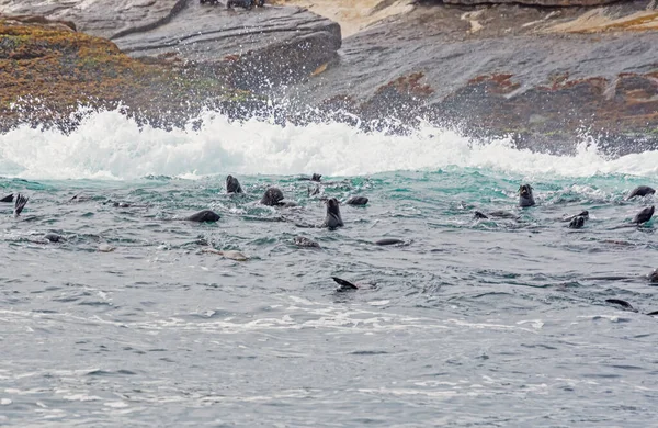 Cape Fur Seals Seal Island False Bay South Africa — Stock Photo, Image