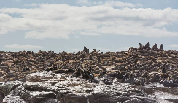 stock image Cape Fur Seals at Seal Island in False Bay, South Africa