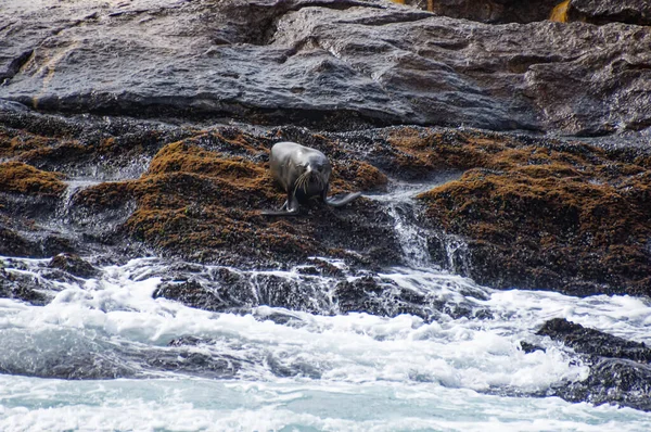 Cape Fur Seals Seal Island False Bay Güney Afrika — Stok fotoğraf