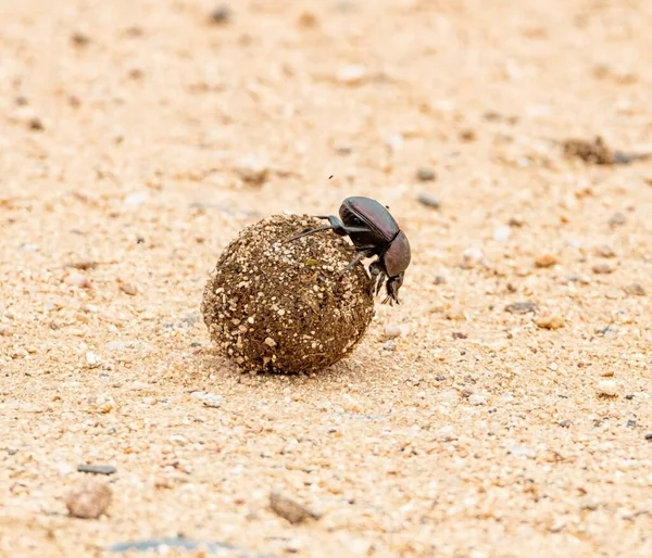 Dung Beetles Roule Une Boule Bouse Dans Savane Afrique Australe — Photo