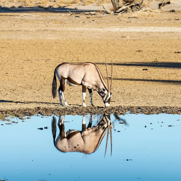 Antilope Gemsbok Dans Savane Kalahari Afrique Australe — Photo