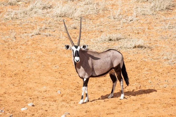 Gemsbok Antilop Dél Afrikai Kalahári Szavannában — Stock Fotó