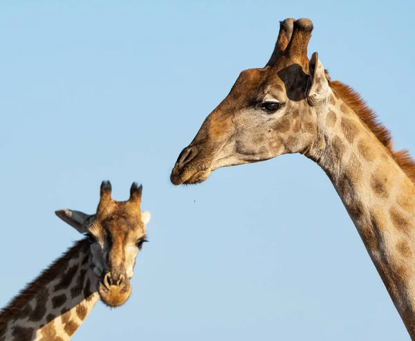 Žirafa Jihoafrické Savaně — Stock fotografie