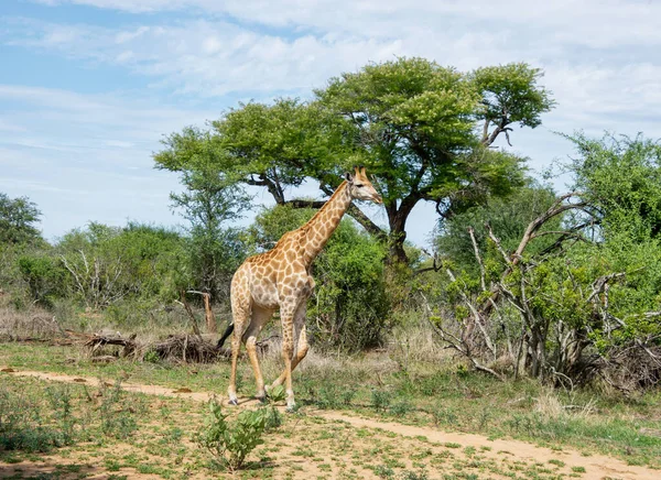 Güney Afrika Savanasında Zürafa — Stok fotoğraf