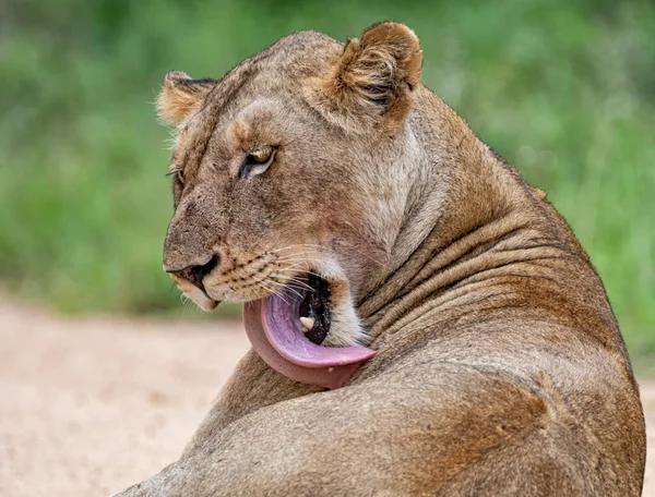 Une Femelle Lion Toilettant Dans Savane Afrique Australe — Photo
