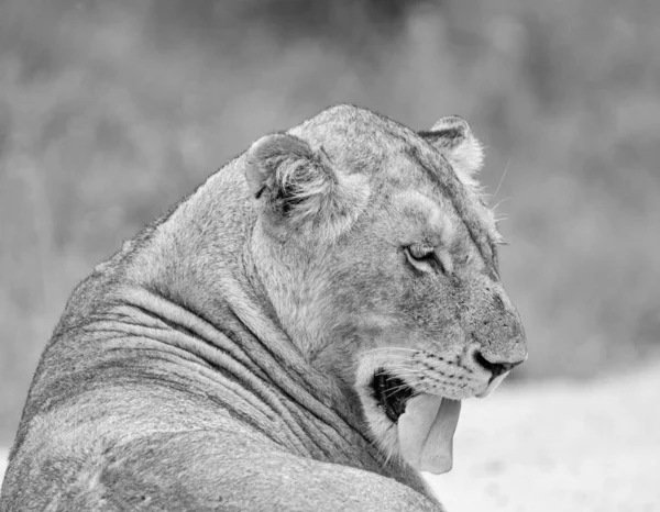 Löwenweibchen Pflegt Sich Südafrikanischer Savanne — Stockfoto