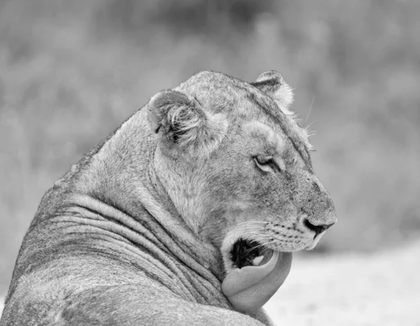 Uma Leão Fêmea Arrumando Savana África Austral — Fotografia de Stock