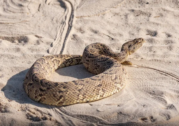 Bir Puff Adder yılanı Kalahari savanasında bir toprak yolda