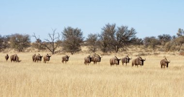 Güney Afrika 'daki Mavi Antilop Kalahari savanasında