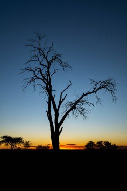 Güney Afrika, Kalahari savanasında şafak vakti