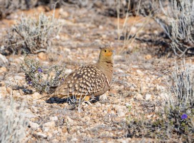 Güney Afrika savanasında bir Namaqua Sandgrouse..