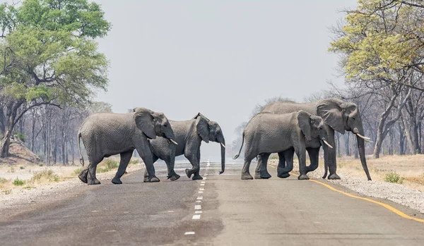 Una Manada Familiar Elefantes Cruzando Carretera Franja Caprivi Namibia — Foto de Stock